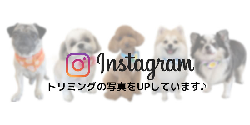 インスタグラム